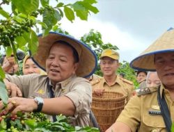 Gubernur Lampung Arinal Djunaidi Tinjau Kebun Arabika Sistem Tanam Pagar