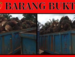 Curat di Way Kanan, Diduga Curi 317 Tandan Sawit Pelaku Diamankan Polisi