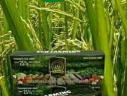 Program Tahun 2024 selain penyaluran BLT DD Pekon Way Nukak akan salur kan bantuan Obat Padi.