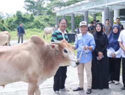 Bupati Pesibar bersama Ketua DPRD serahkan 20 Ekor Sapi Qurban