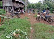 Kawanan Gajah Liar di Tanggamus Masuk Pemukiman Warga