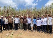 Sempat Tertunda, Panen Tebu KTH Register 44 Way Kanan Akhirnya Dilaksanakan